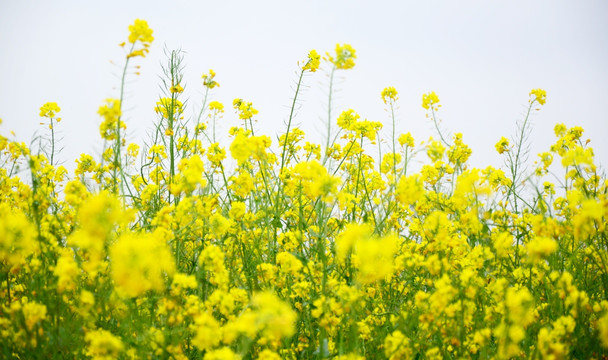 油菜花