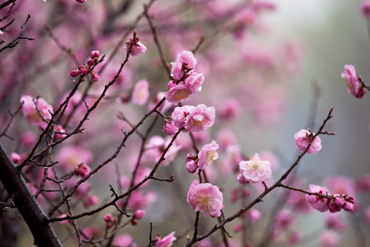 梅花