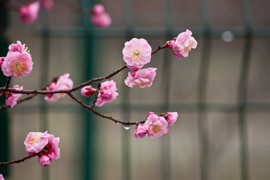 梅花