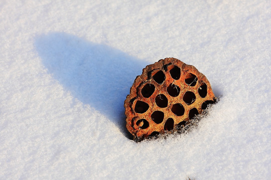 雪荷