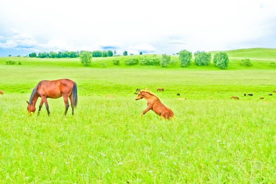 草原骏马