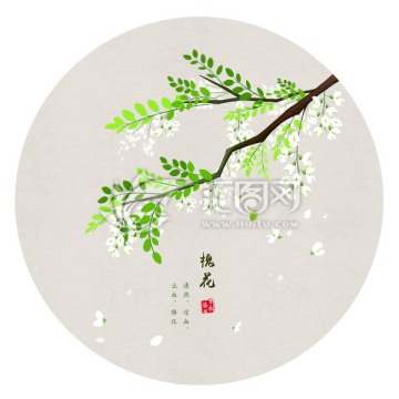 槐花 手繪槐花