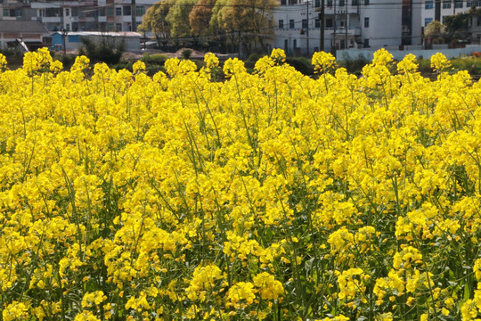 油菜花