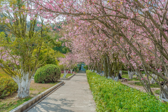 樱花