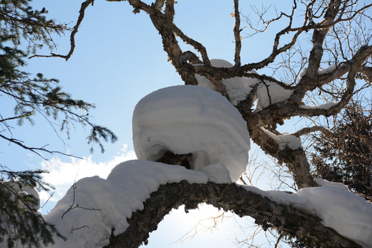 雪秀