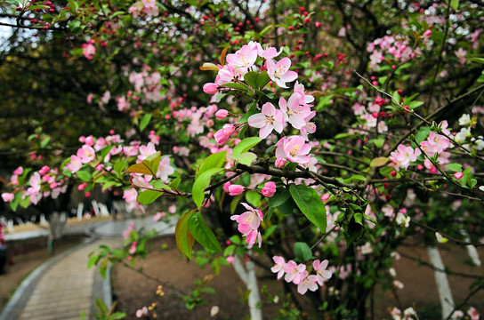 春天的垂丝海棠花