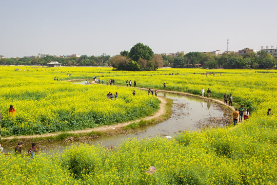 油菜花