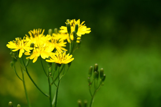 野菊花