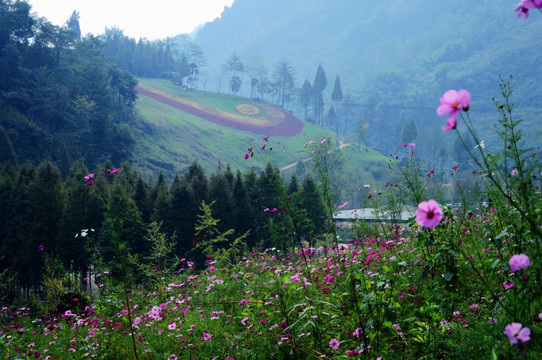 花溪谷 格桑花