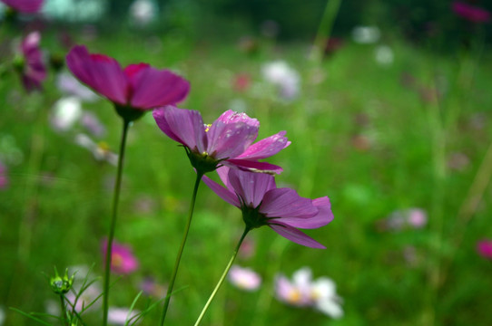 格桑花