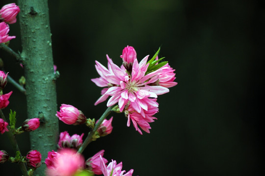 菊花桃