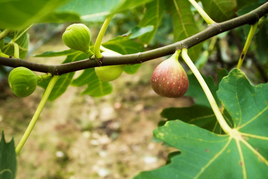 无花果 无花果树