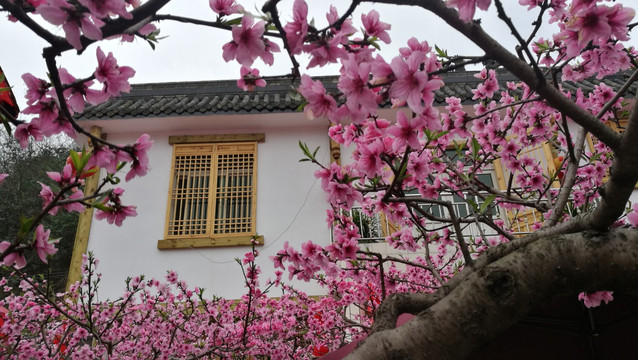 成都龙泉驿区桃花故里桃花盛开