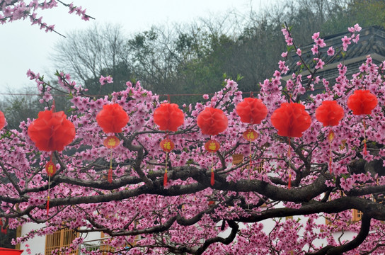 成都龙泉驿区桃花故里桃花盛开