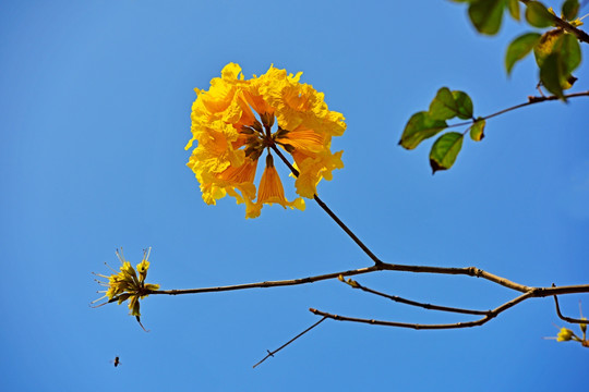 黄花风铃木