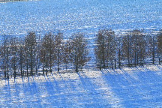 雪野农田防护林