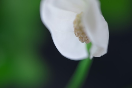 白鹤芋又名一帆风顺花