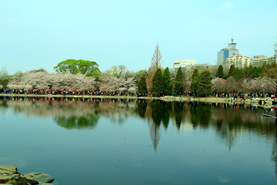 湖边樱花