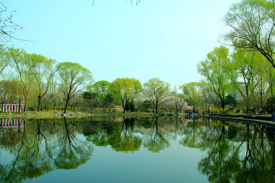 湖水柳岸