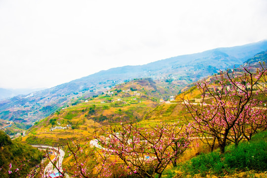 桃花 公路