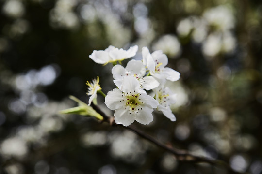 梨花