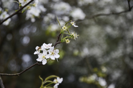 梨花