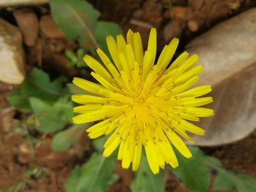 小黄花 蒲公英花