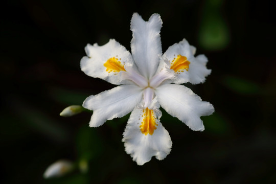 鸢尾花