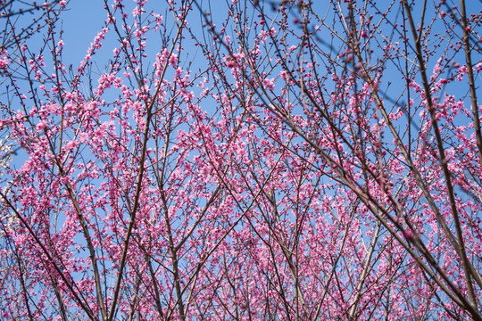 粉色樱花