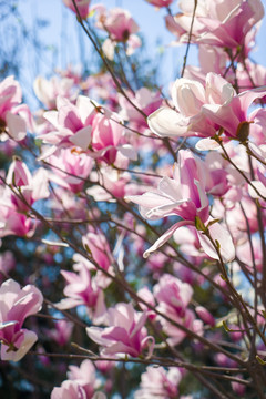 玉兰花树