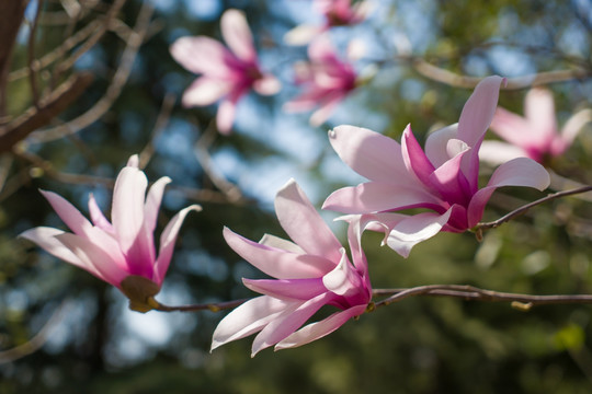 玉兰花树