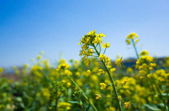 油菜花