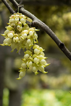 禾雀花