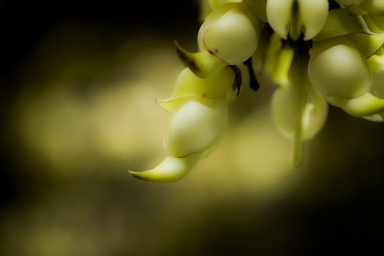 禾雀花