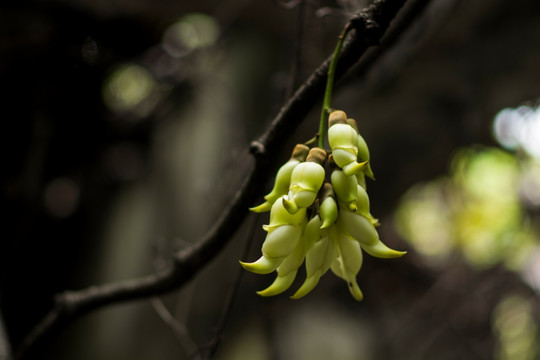 禾雀花