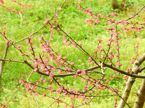 桃花