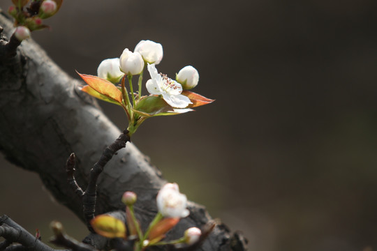 梨花  花蕊