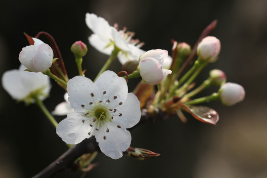 梨花  花蕊