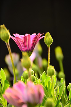 非洲菊高清壁纸