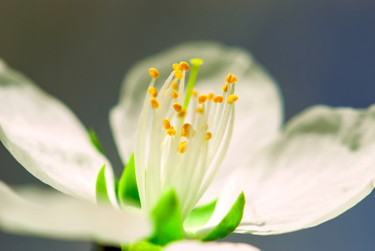 李子花