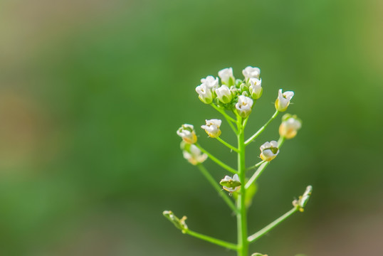 白色小花