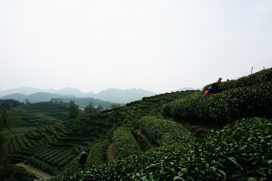 西湖龙井 茶山