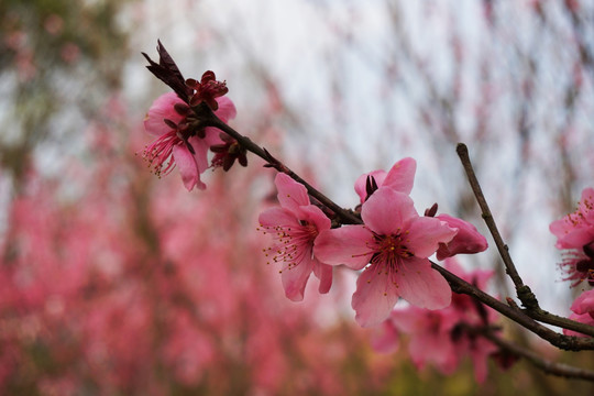 桃花