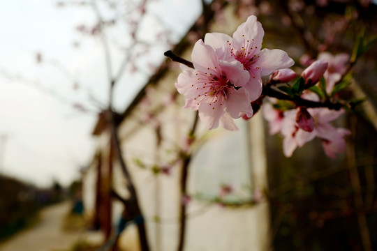 桃花 春天 花卉 桃树 花朵