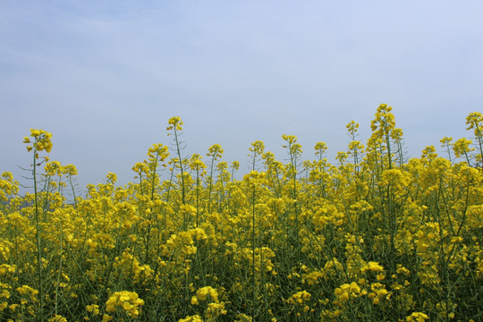 油菜花 花 背景 春天 黄花