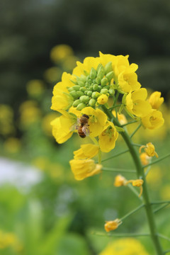 油菜花 花 背景 春天 黄花