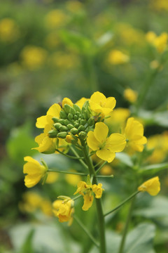 油菜花 花 背景 春天 黄花