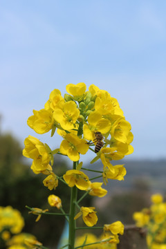 油菜花 花 背景 春天 黄花