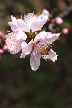 桃花 花朵 桃树 春天 蜜蜂