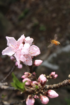 桃花 花朵 桃树 春天 蜜蜂